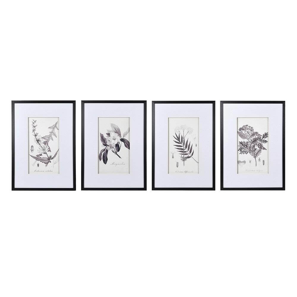 Assorted Monochrome Botanical Prints